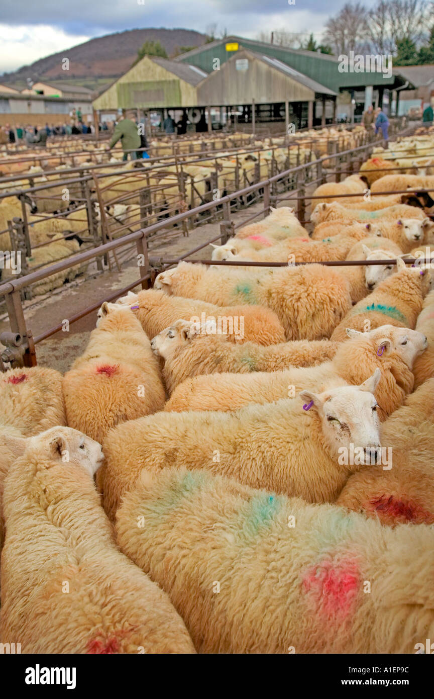 Schafe in Stifte zum Verkauf Abergavenny Markt South Wales UK Stockfoto