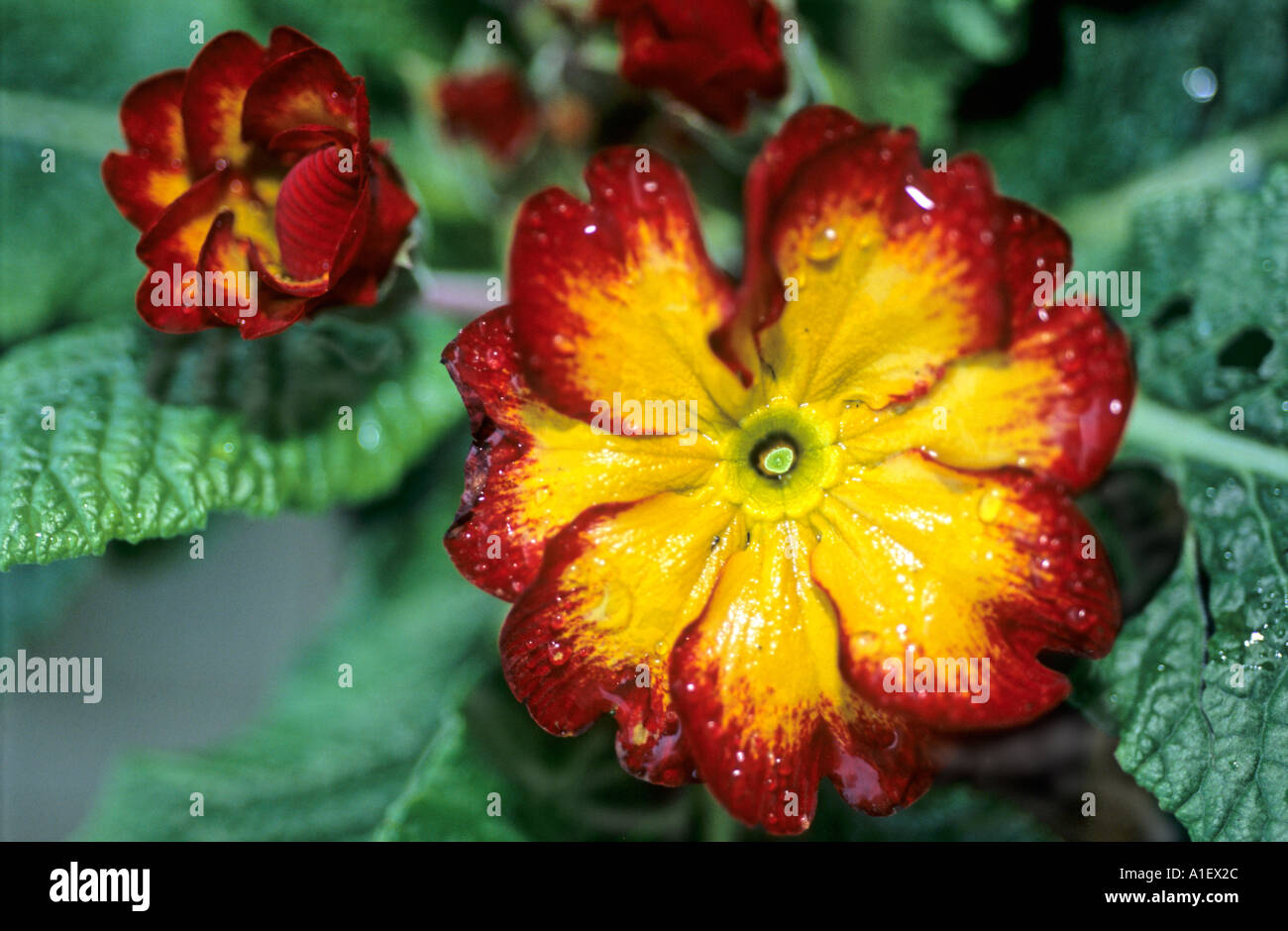 Rote und gelbe Polyanthus Stockfoto