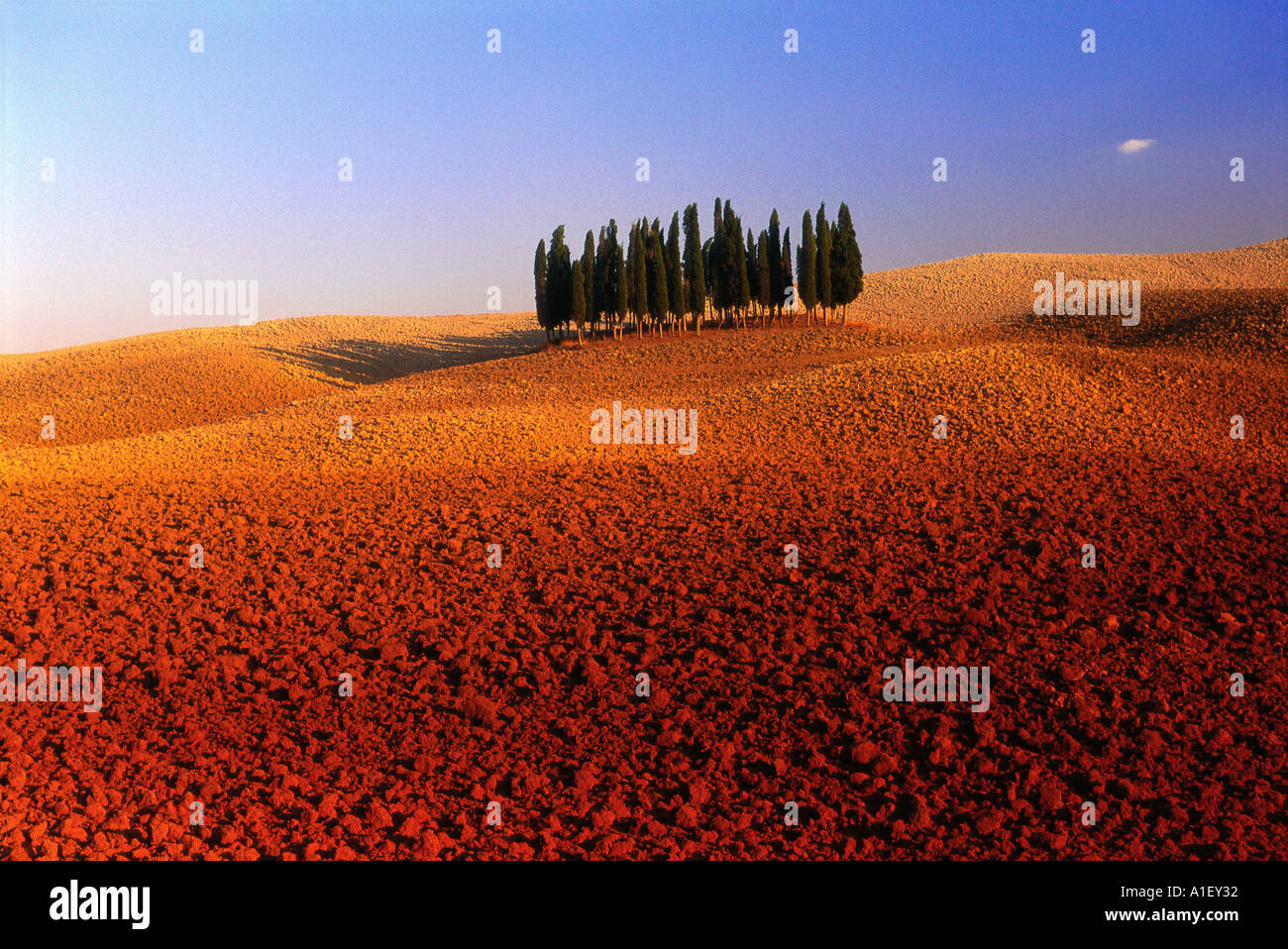 Reihe von Bäumen auf orange Landschaft Stockfoto