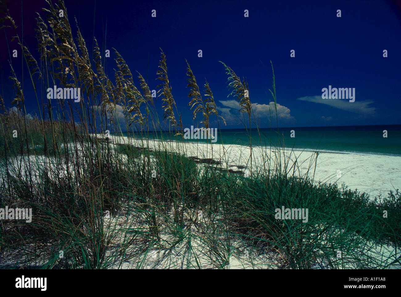 Weißer Sandstrand mit Beach-Gräser Stockfoto