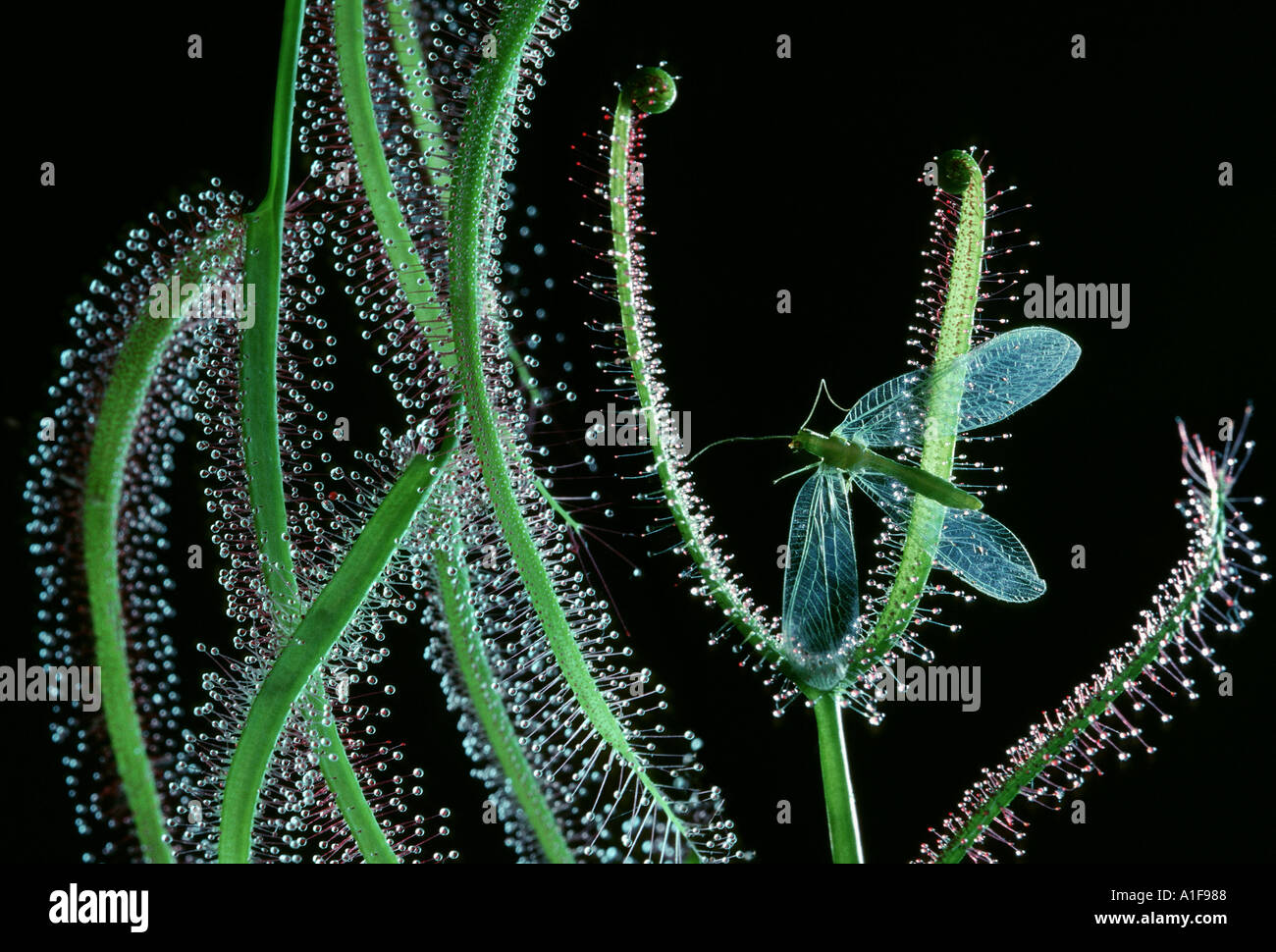 Drosophyllum Lusitanicum DROSERA Sonnentau mit Fliege mumie Stockfoto