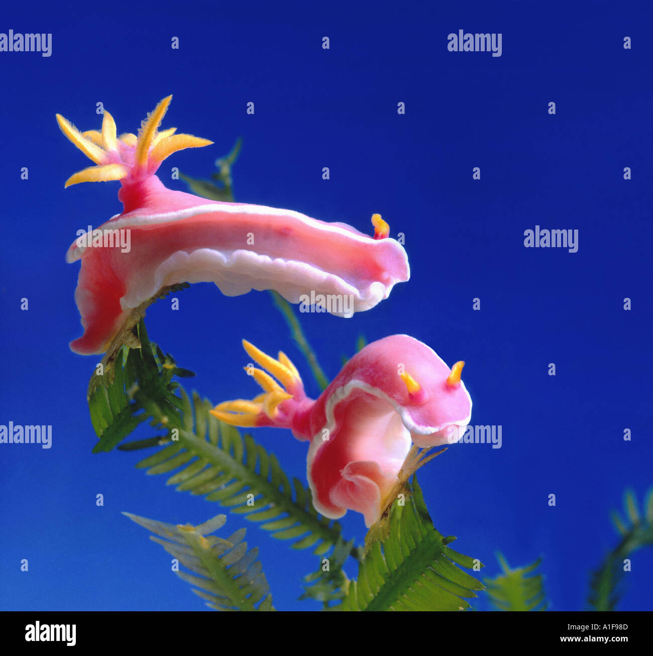 2 zwei SEESCHNECKE Schnecken Seaslug Wasser Schnecke Meeres erschienene  Kiemer Schnecke Nacktschnecken indischen Ozean Caulerpa Pflanze  Stockfotografie - Alamy