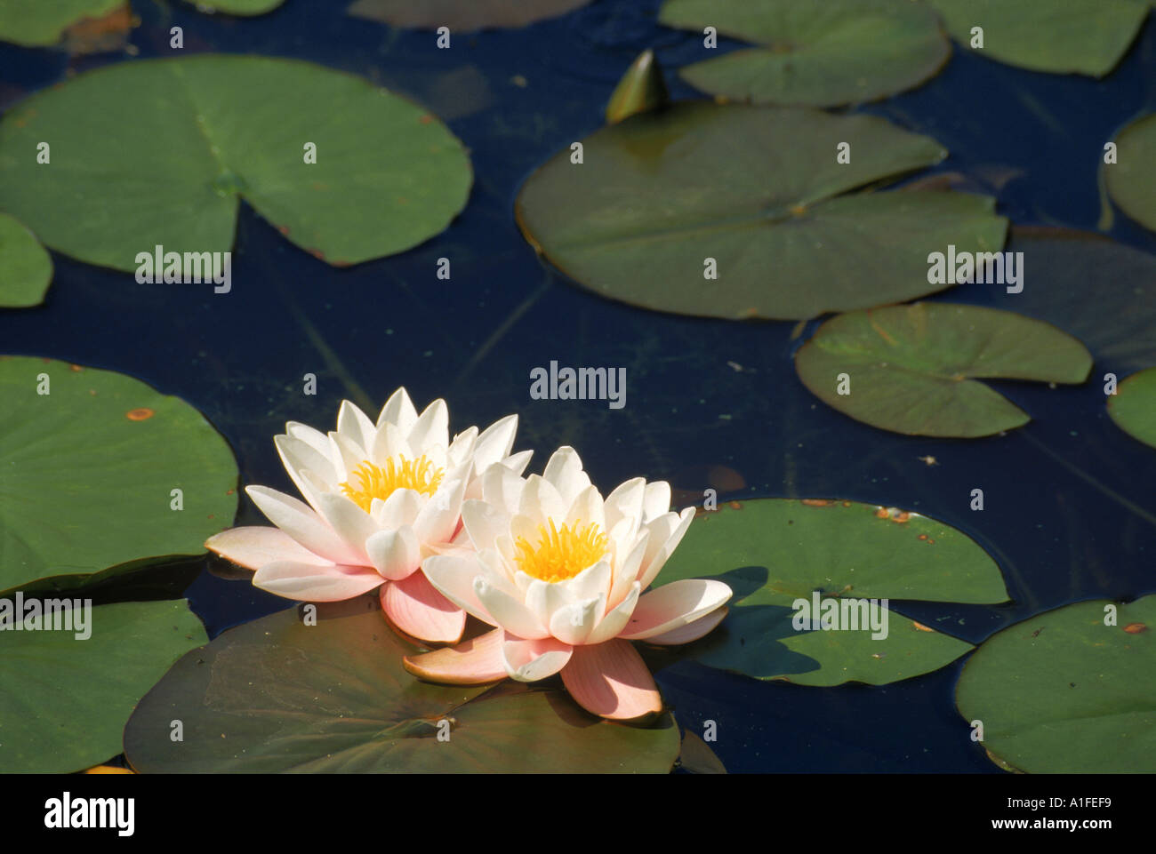 Weiße Seerose Nymphaea Alba in einem Teich in Devon, aufgenommen im