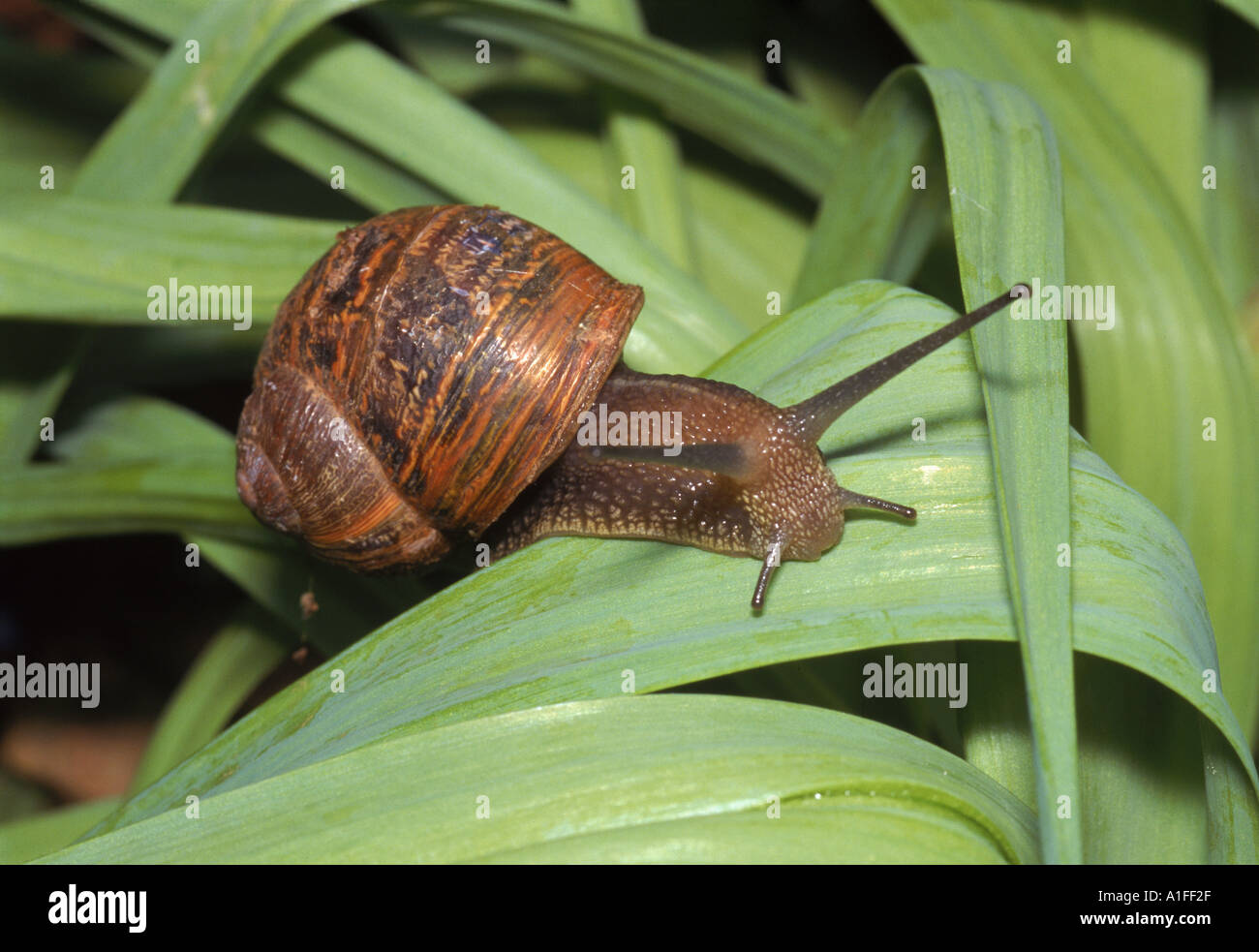 Nahaufnahme von einem gemeinsamen Garten Schnecke Helix Aspersa M H Black Stockfoto