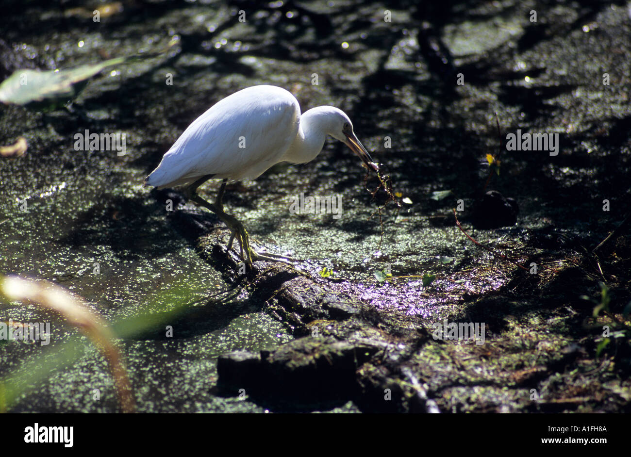 Ein Weißer Reiher Fischen in einem Teich bei Big Cypress Bend Promenade in den Florida Everglades Stockfoto