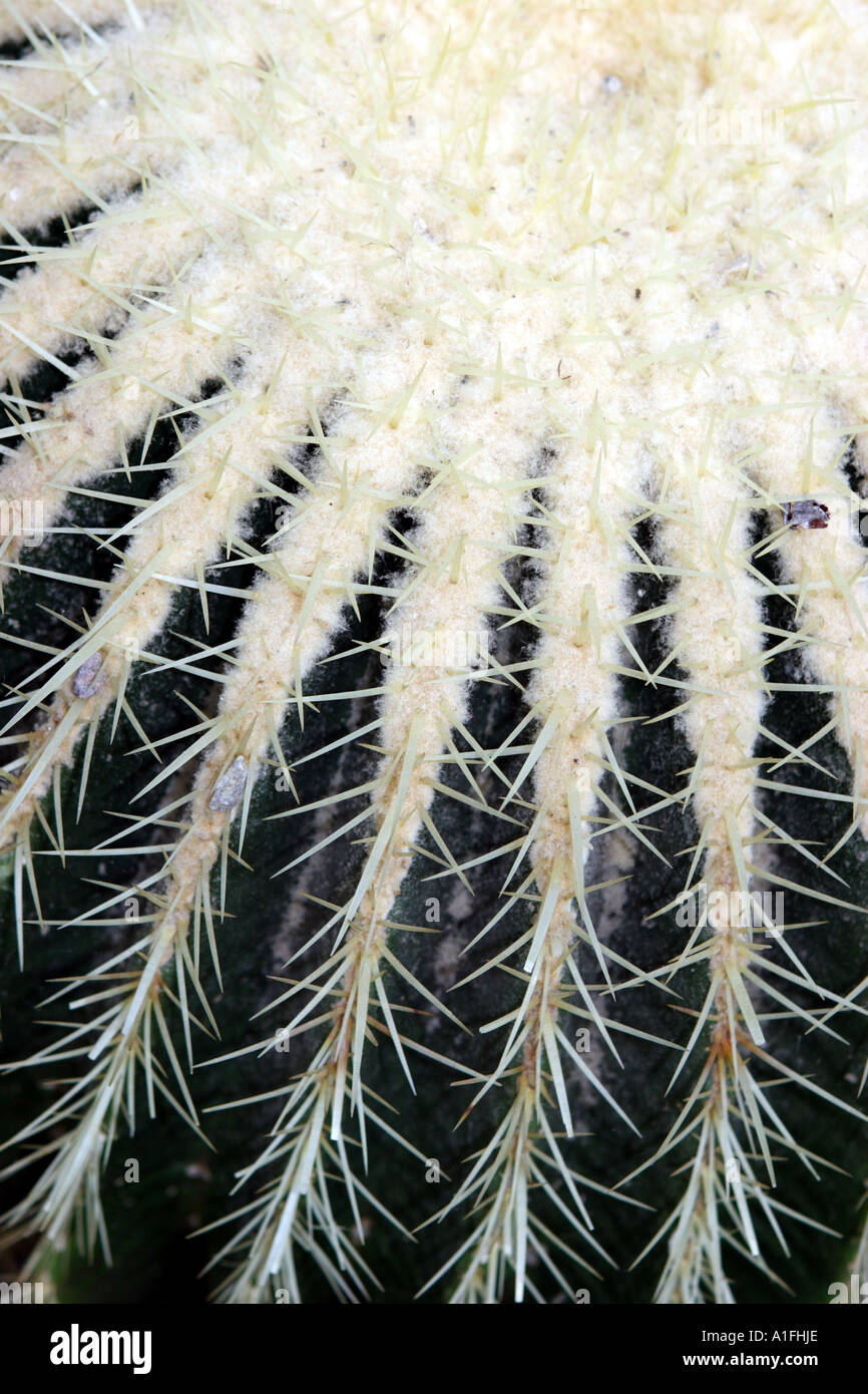 Kaktus-Textur Stockfoto