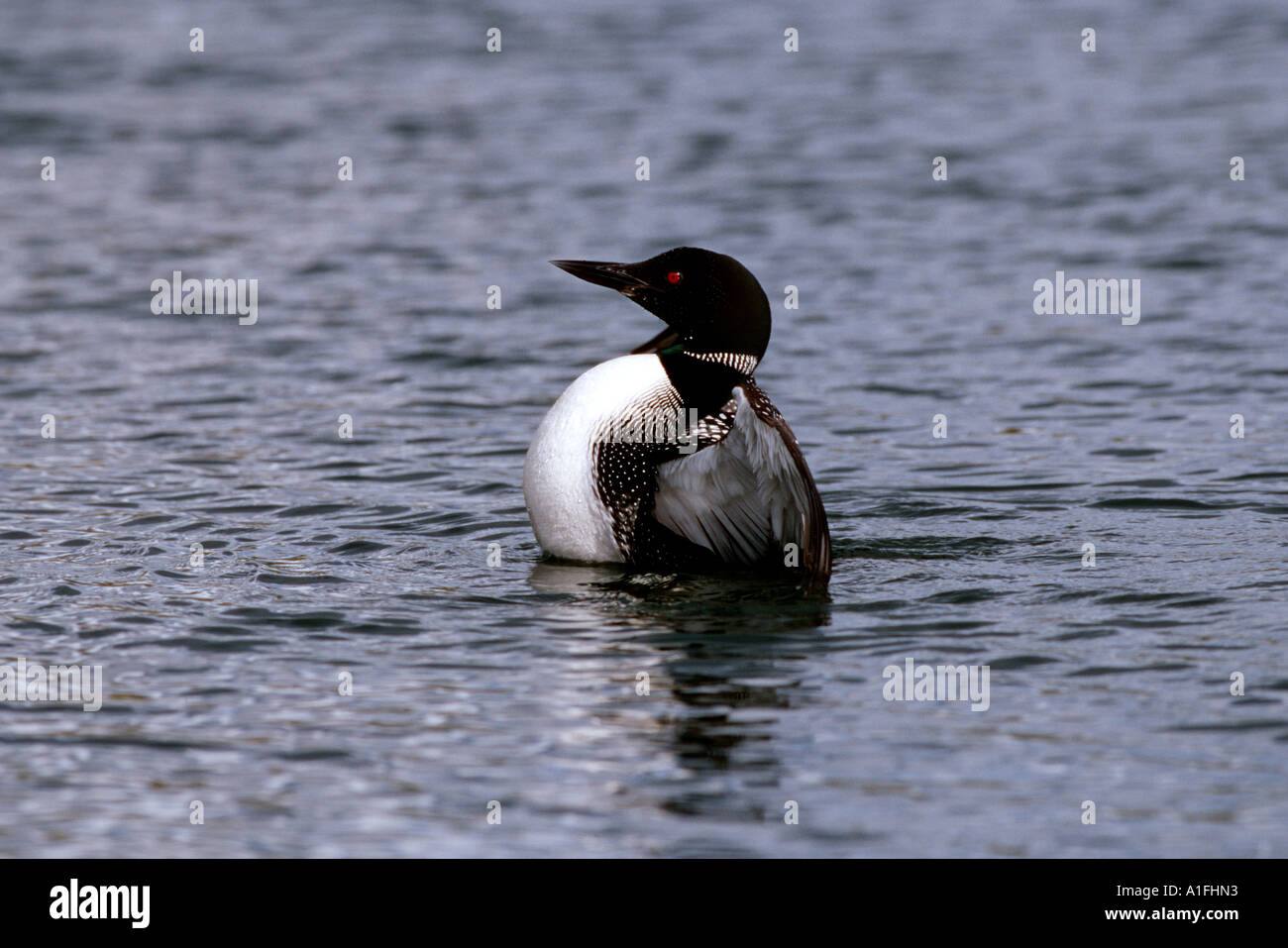 Gemeinsamen Loon in Alaska Stockfoto