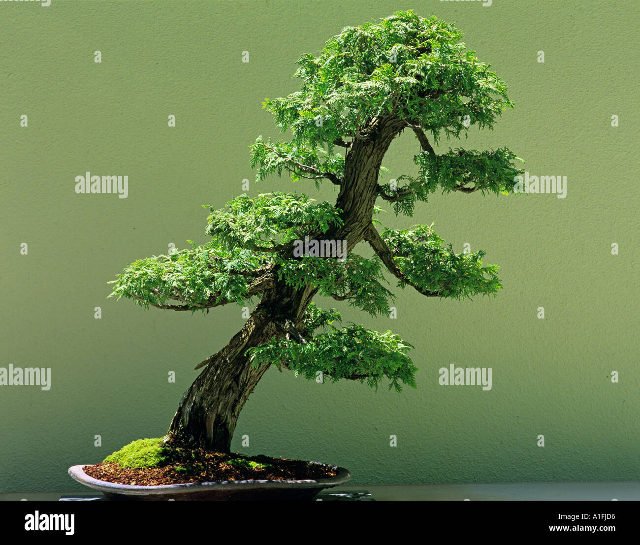 Zeder bonsai -Fotos und -Bildmaterial in hoher Auflsung  Alamy