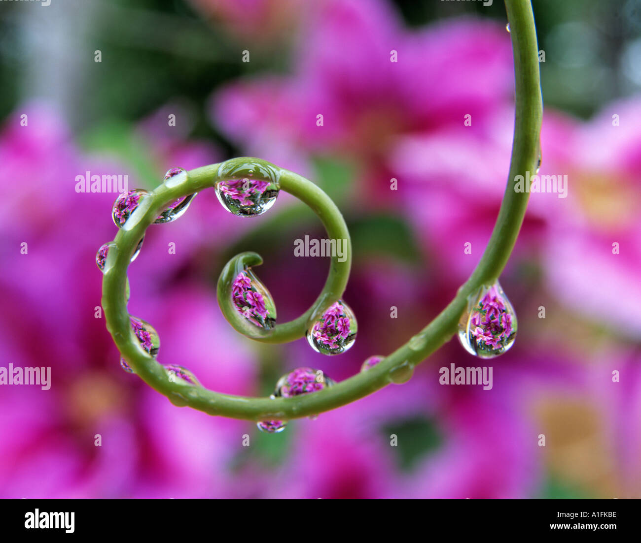 Clematis gesehen durch Perlen des Wassers auf Ranke Leidenschaft Blume Pflanze Oregon Stockfoto