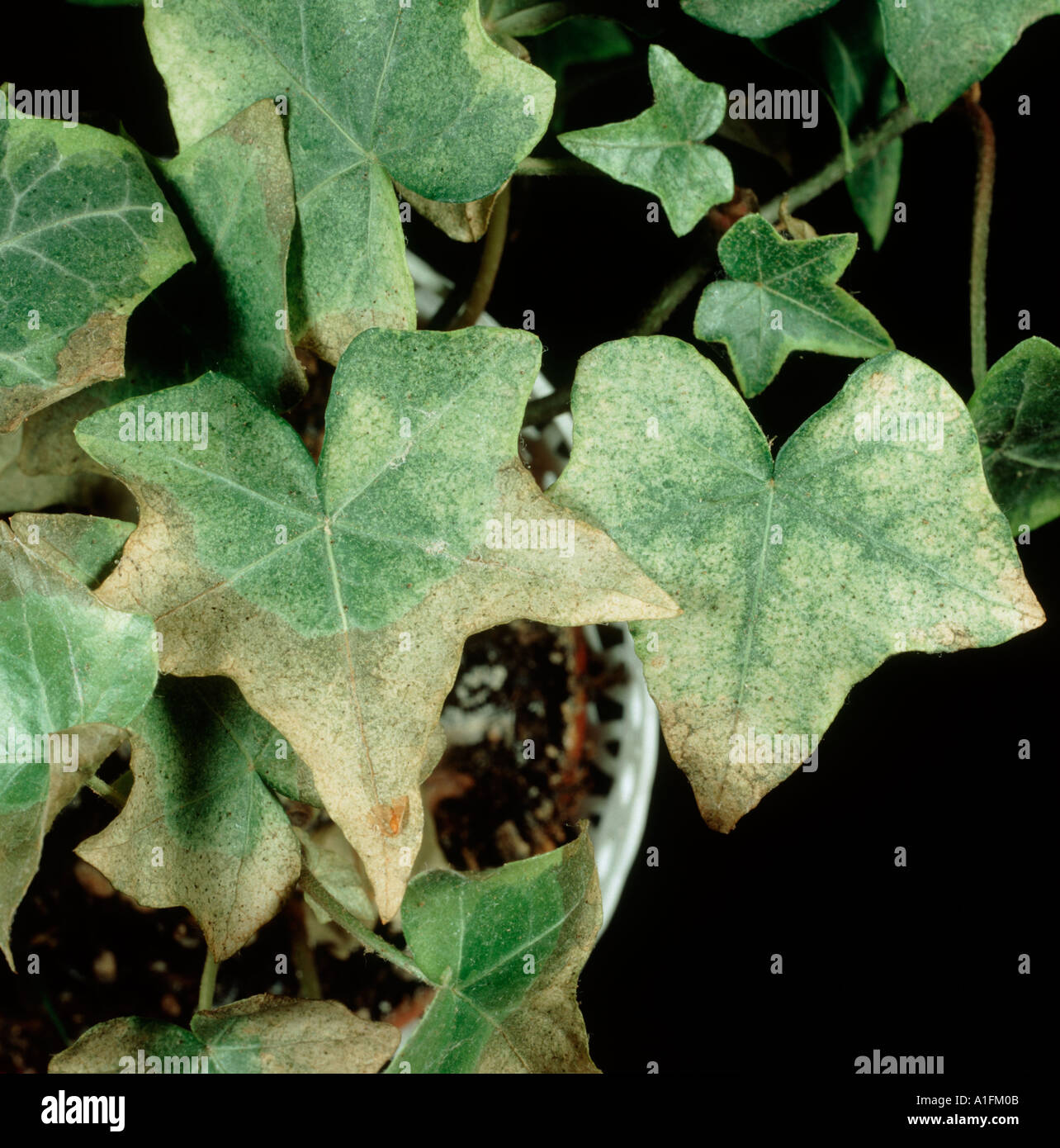 Zwei entdeckt Spinnmilbe Tetranychus Urticae Schden an Efeu  Stockfotografie - Alamy
