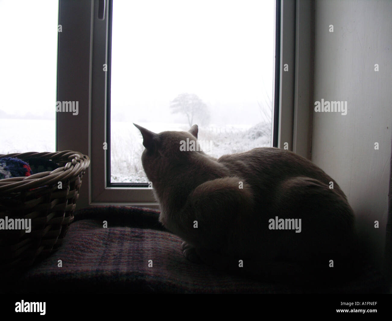 Katze auf der Suche durch das Fenster auf Schnee Stockfoto