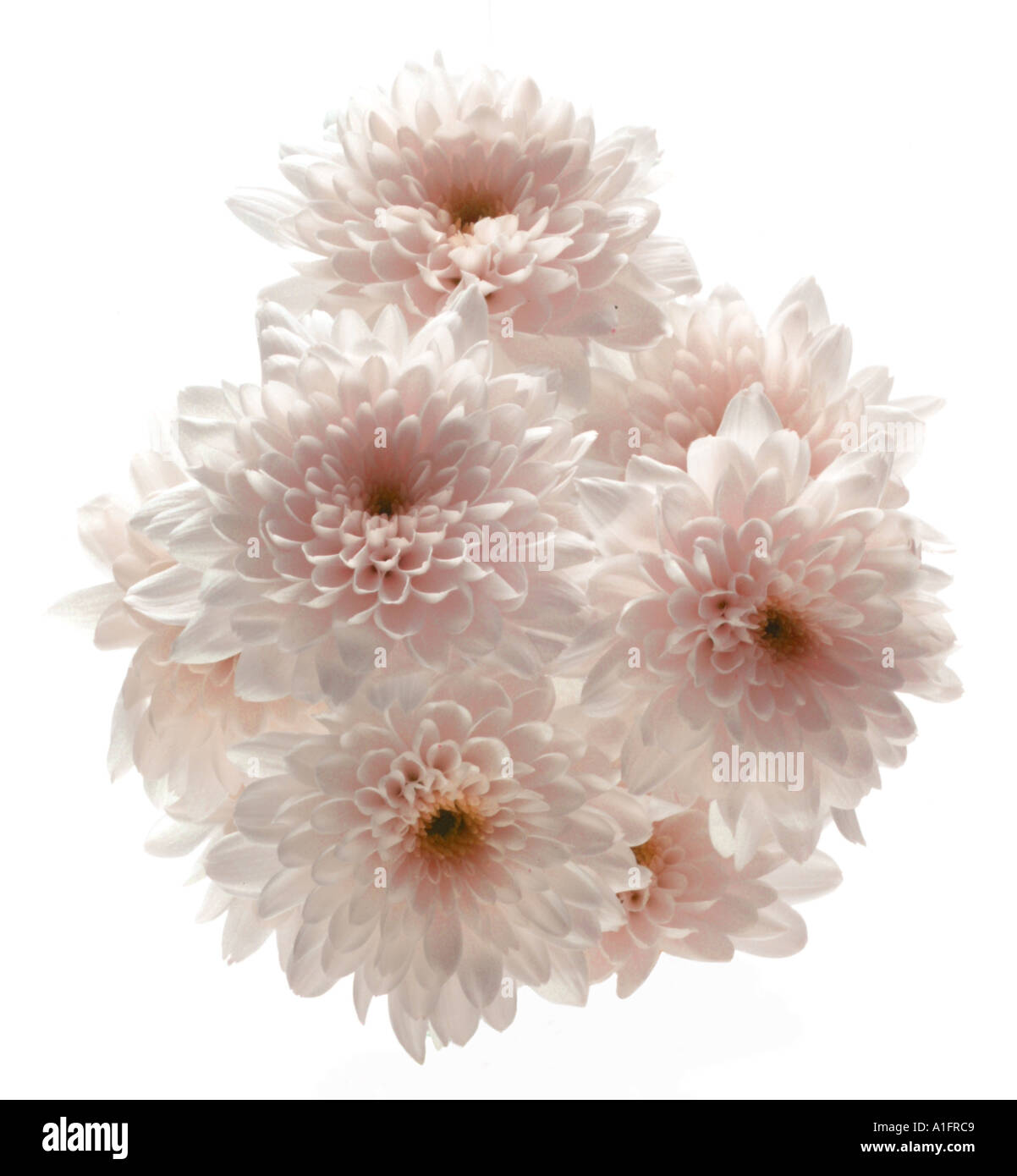 Chrysantheme pink Haufen weißer Hintergrund Stockfoto