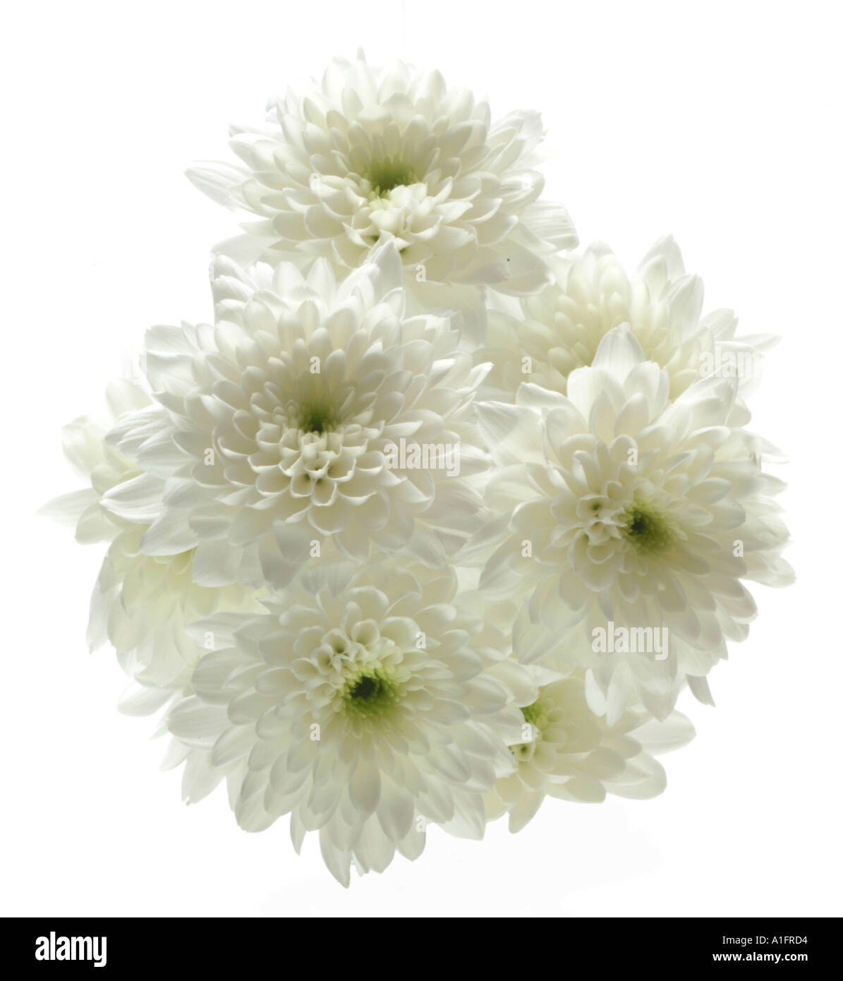 Chrysantheme weißen Hintergrund Stockfoto