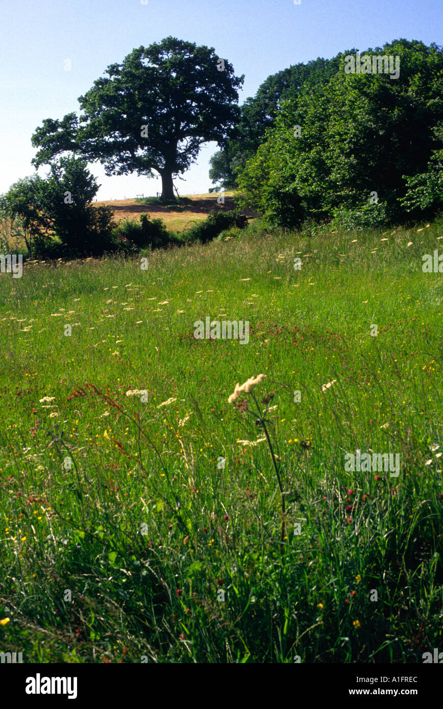 Wiesenblumen und Wildpflanzen Sommer Wiltshire England Stockfoto