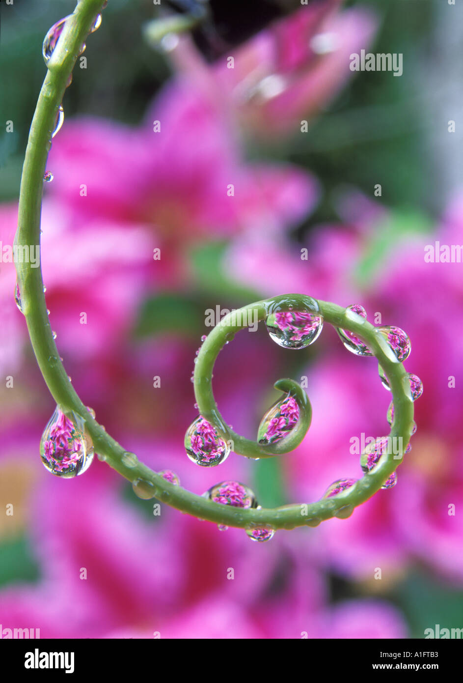 V00181 Tiff Clematis gesehen durch Perlen des Wassers auf Ranke Leidenschaft Blume Pflanze Oregon Stockfoto