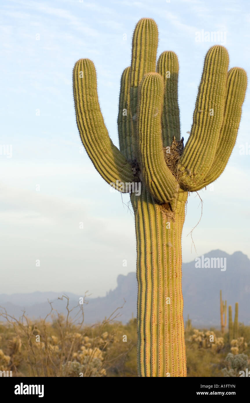 große gehörnte Eule Bubo Virginianus in eine Saguaro Carnegiea Gigantea Catcus in der Wüste außerhalb Mesa in Arizona Stockfoto