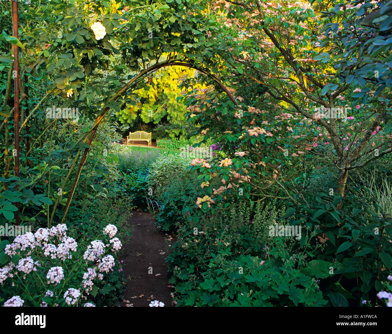 Weg mit Hartriegel rose Weinstock und Bank Bellevue Botanischer Garten Bellevue Washington Stockfoto