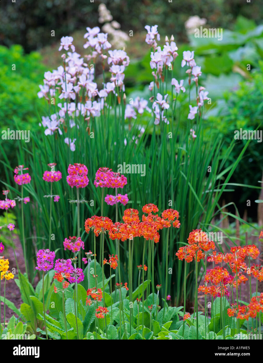 Primel Garten University of British Columbia Garten Vancouver BC Stockfoto