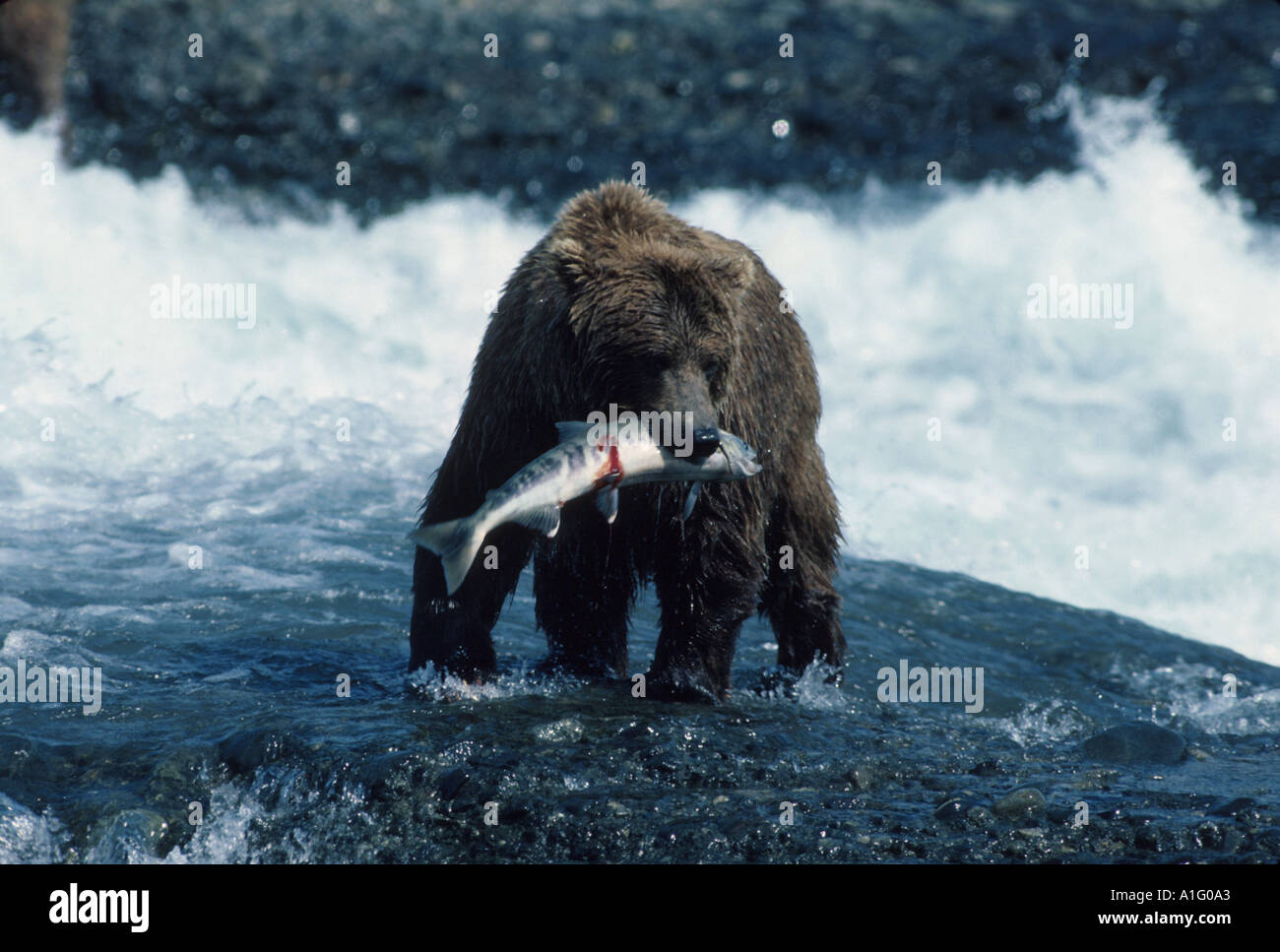 Brauner Bär fängt Lachs im Fluss Südwest-Alaska Sommer Stockfoto