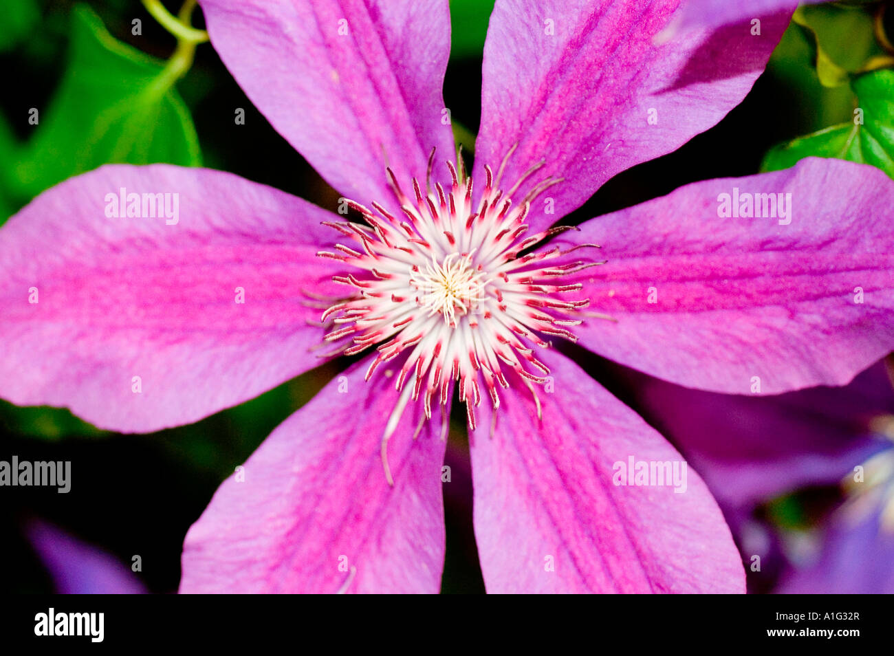 blauen, violetten Blüten des estnischen Clematis Var Piilu Stockfoto