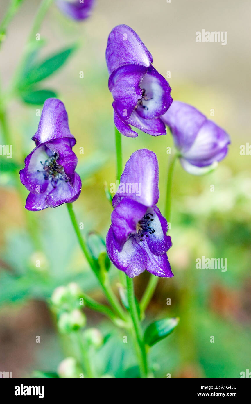 Violett blau Blumen Aconitum Eisenhut oder Wolfswurz Butterblume Aconitum Variegatum europäischen Berge Stockfoto