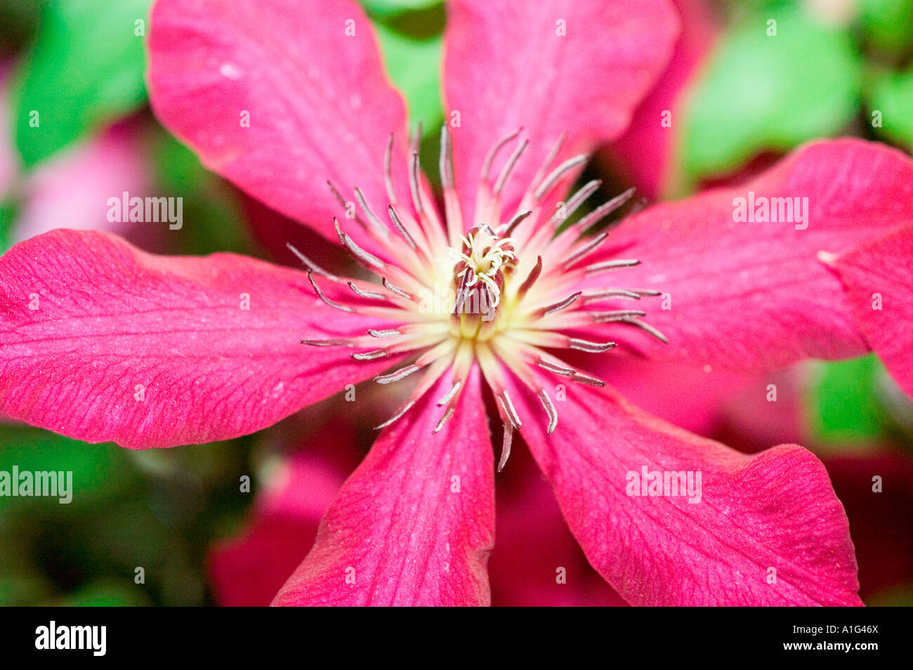 blauen, violetten Blüten des estnischen Clematis Var Piilu Stockfoto