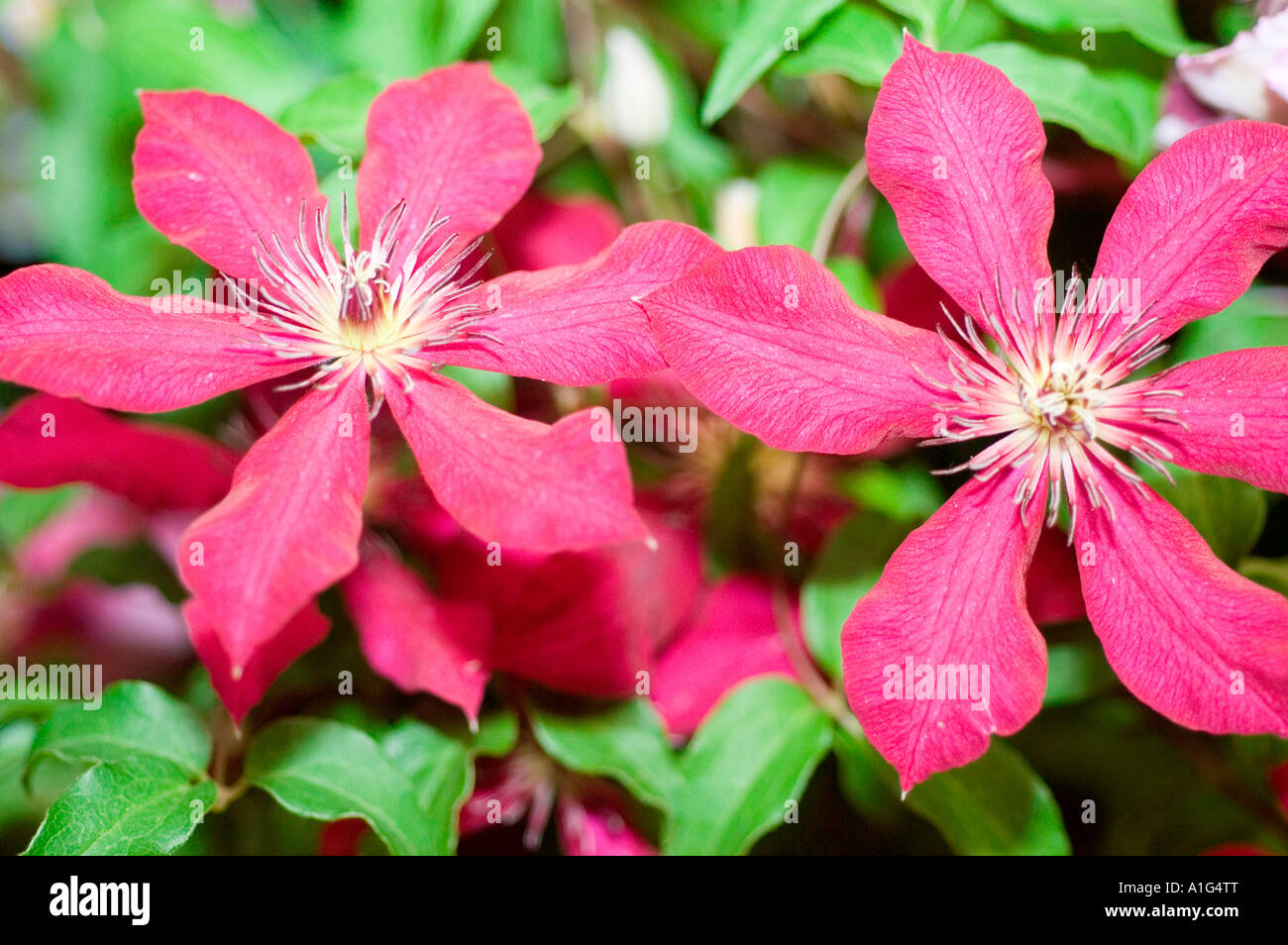 blauen, violetten Blüten des estnischen Clematis Var Piilu Stockfoto
