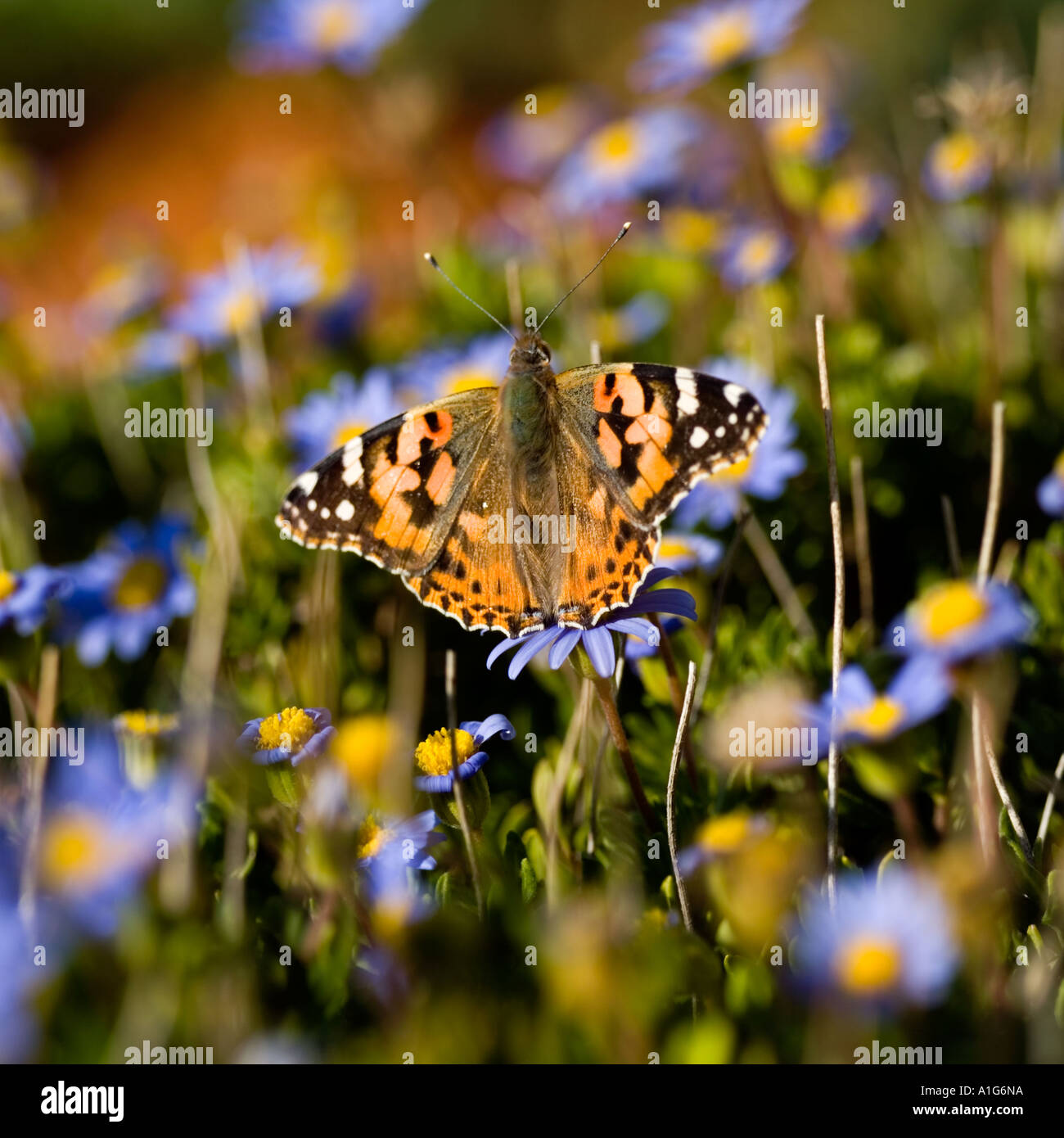 Schmetterling auf Blume Stockfoto