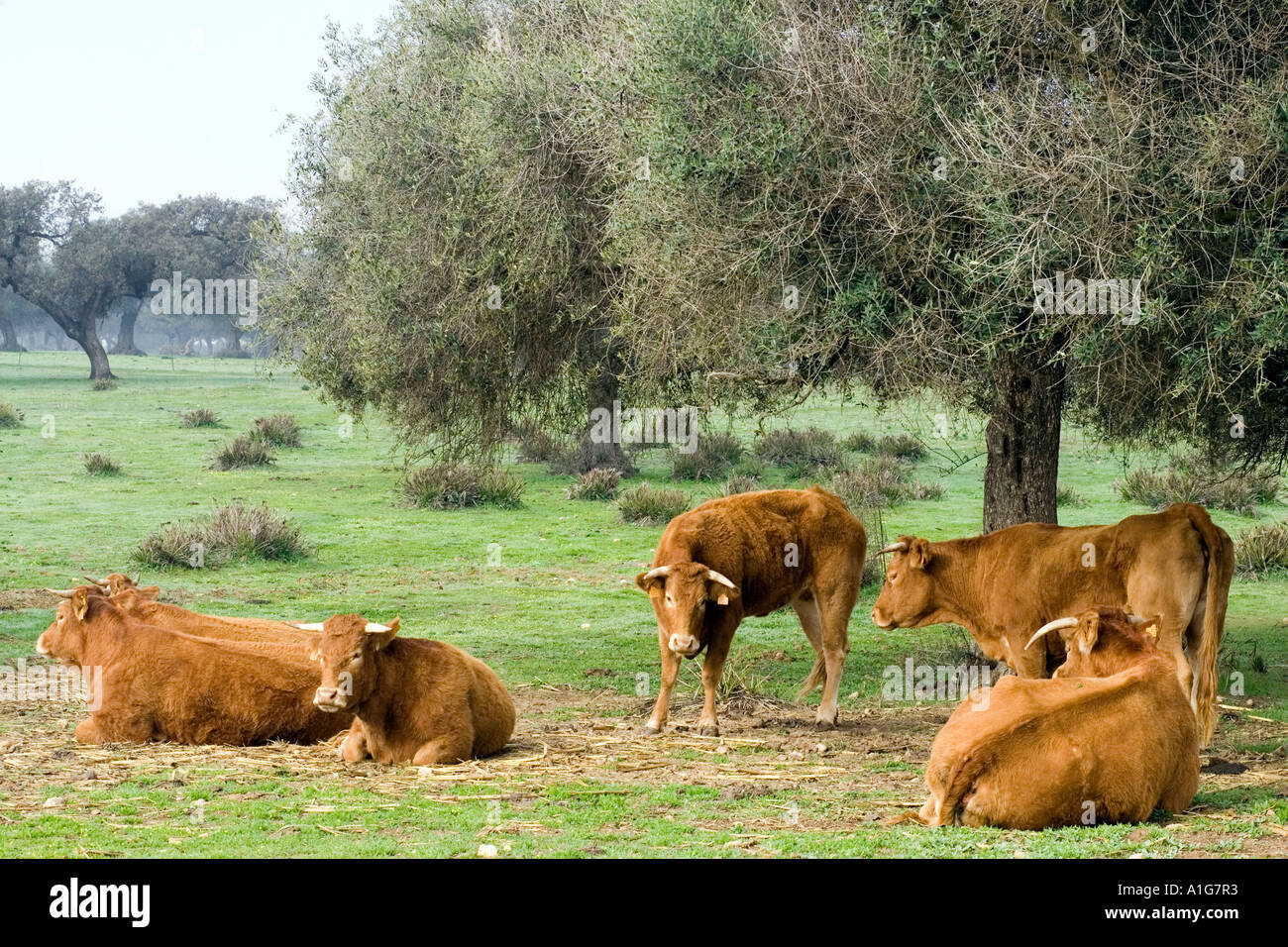 Rinder grasen auf Landschaft, Andalusien, Spanien Stockfoto