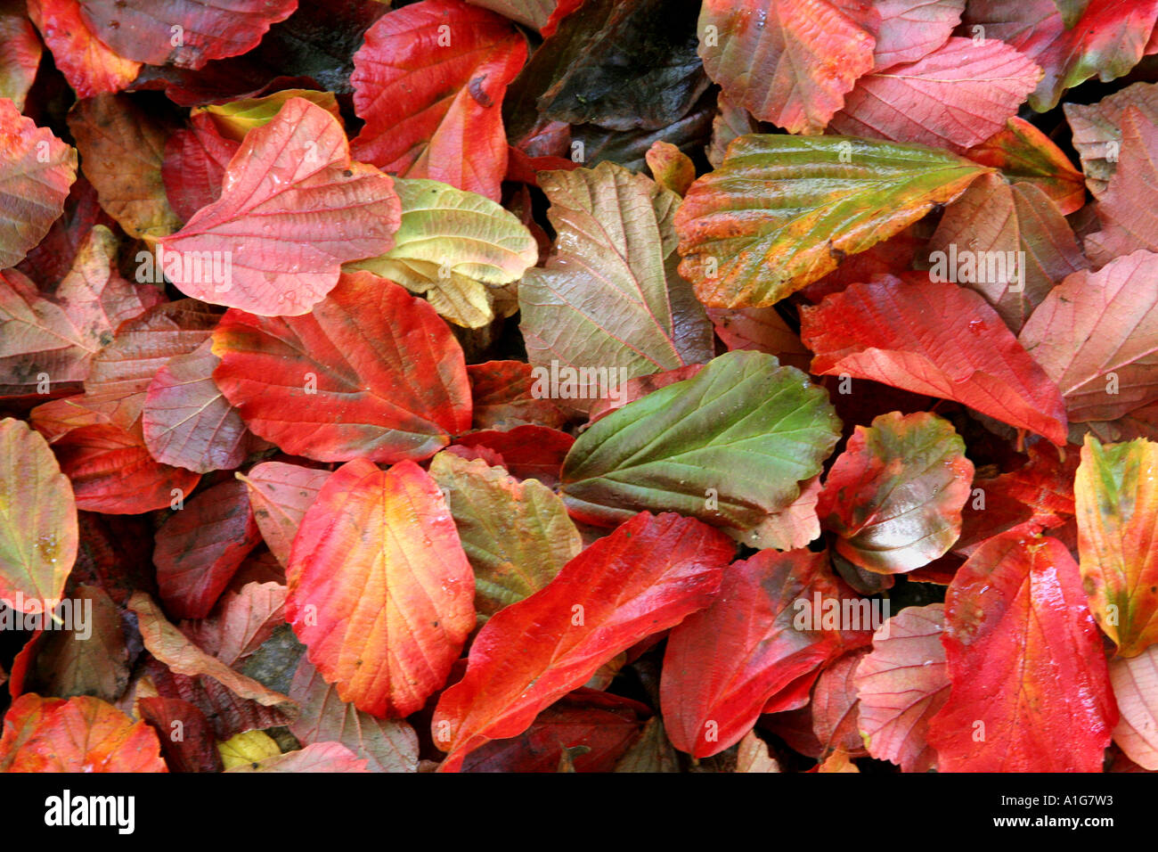 Rich Autumn Leaves Stockfoto