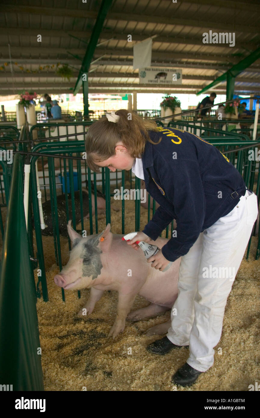 FFA-Teilnehmer im Calaveras County Fair, Kühlung Schwein. Stockfoto