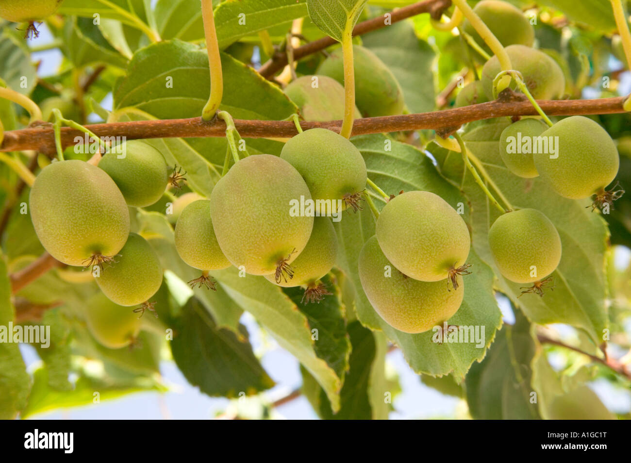 HARDI Kiwi an Rebstöcken. Stockfoto