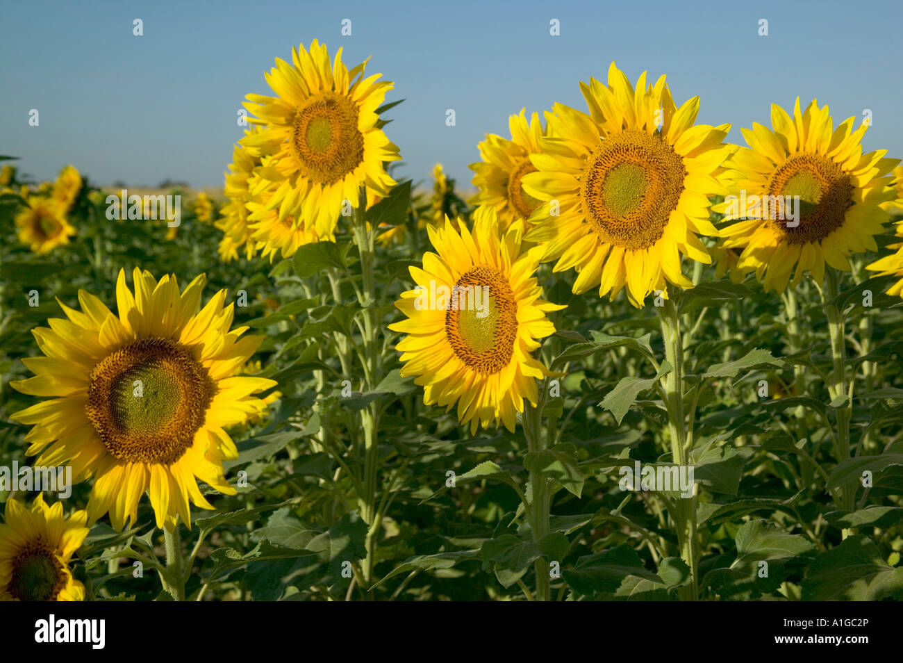 Sonnenblumen im Feld Gruß Morgensonne, Stockfoto