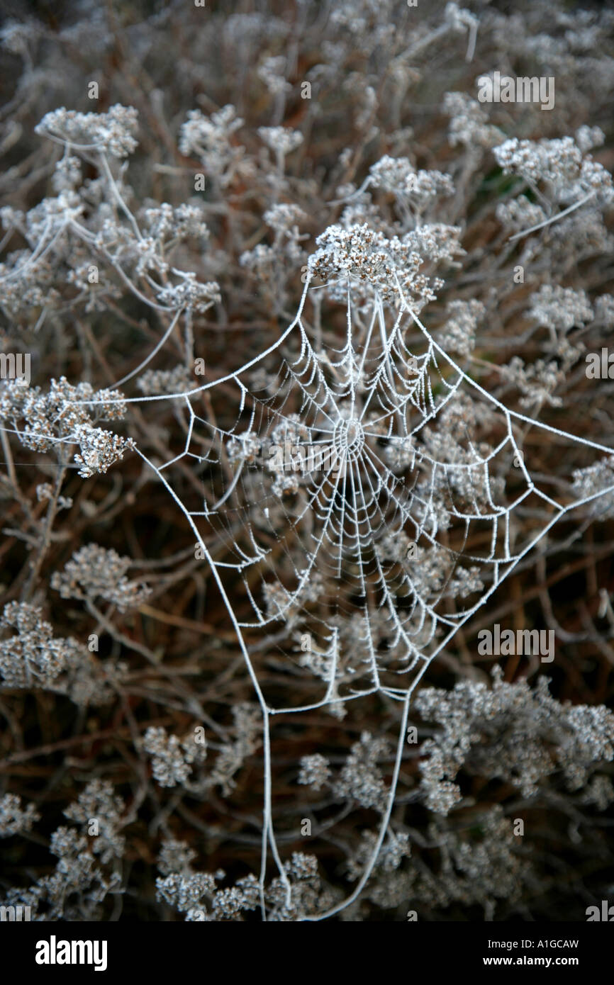 Spinnennetz s in Raureif gefroren Stockfoto