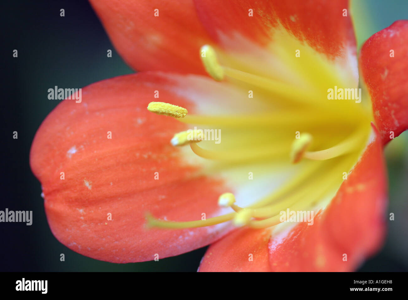 Bush Lilie Clivia Miniata Regel Amaryllisgewächse Stockfoto
