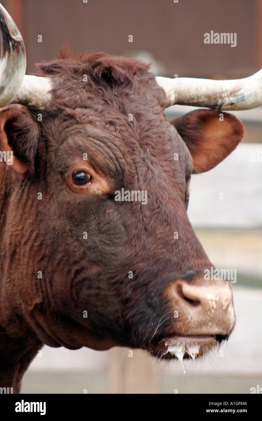 Melken Devon Kuh Cloeseup des Kopfes Stockfoto