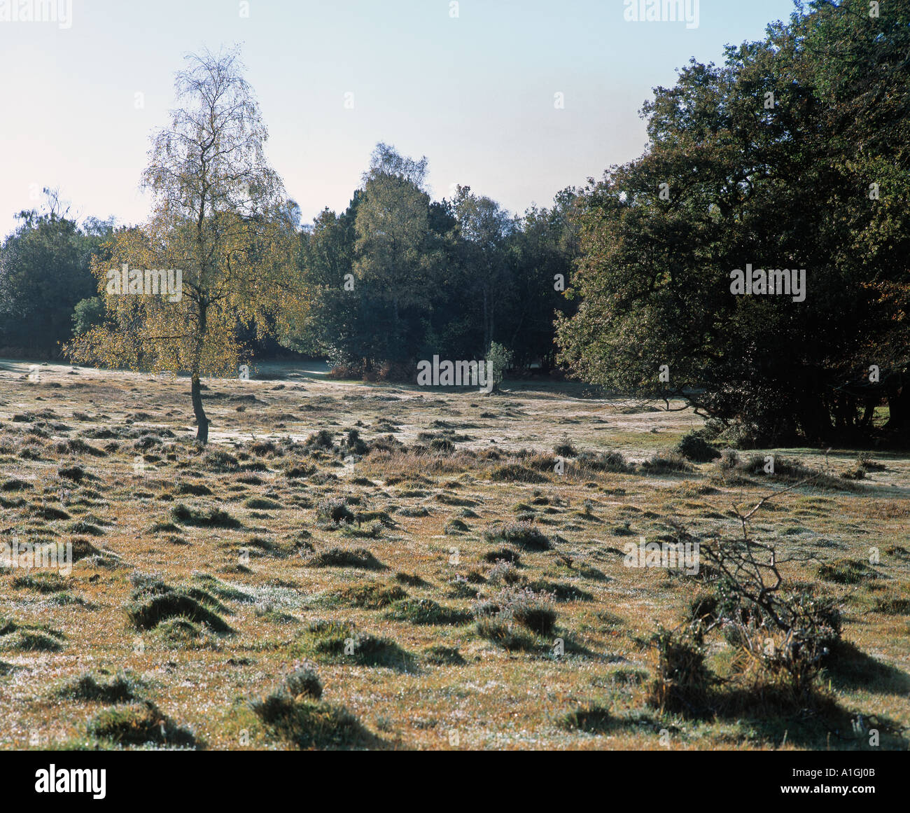 Silver Birch Tree Hintergrundbeleuchtung, der goldene Herbst-Morgenmagazin Farbe in den New Forest UK Europe Stockfoto