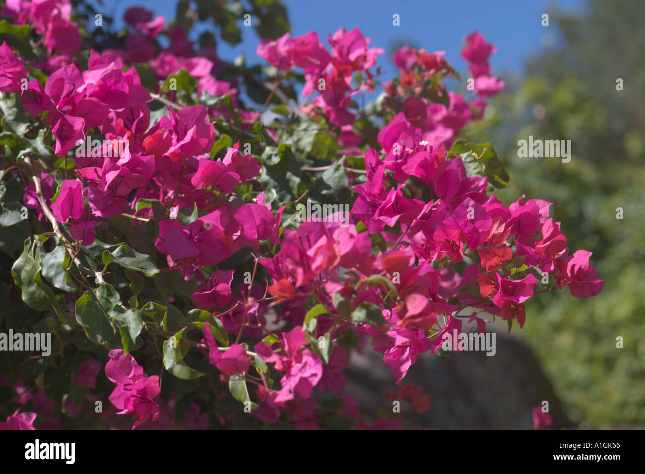 Bougainvillea-Blume Stockfoto