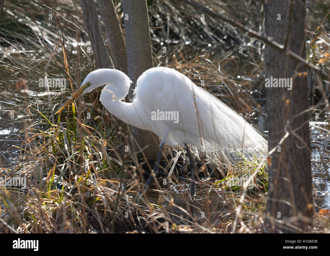 Silberreiher bereit zum Sprung Stockfoto