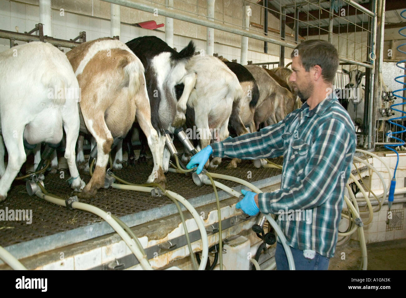 Landwirt Melken Milchziegen in Melkstandes, California Stockfoto