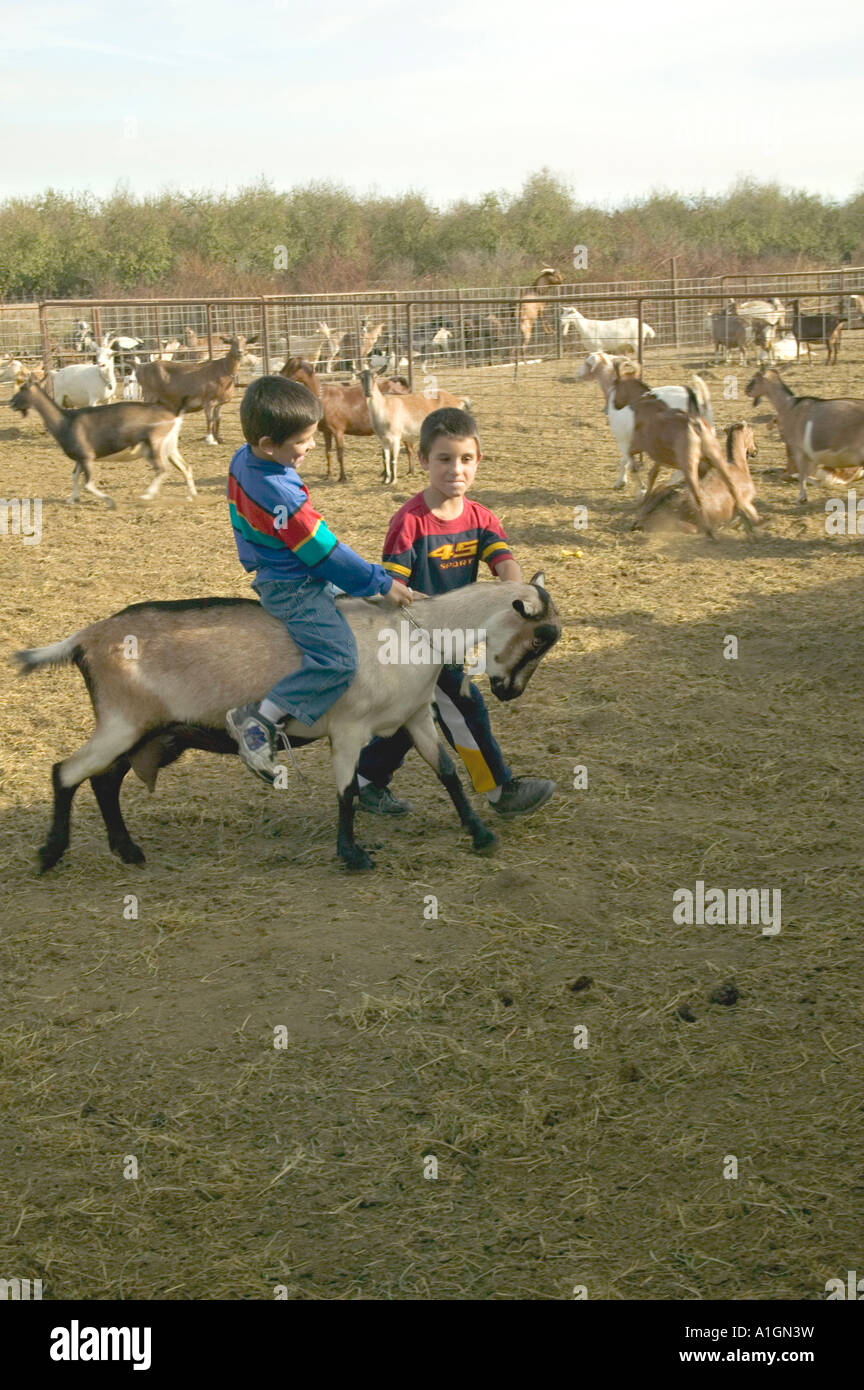 Zwei Brüder spielen mit Ziege, Väter Milchviehbetrieb, California Stockfoto