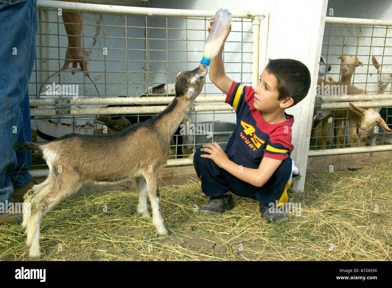 Jungen mit der Flasche füttern Kit, Ziege Milchviehbetrieb, California Stockfoto