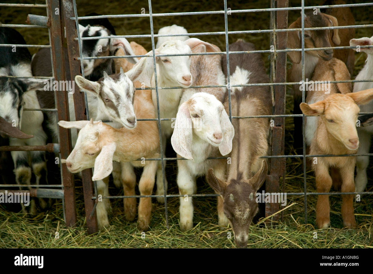 Kinder, junge Ziegen eingepfercht, Molkerei Ziegenhof, Stockfoto