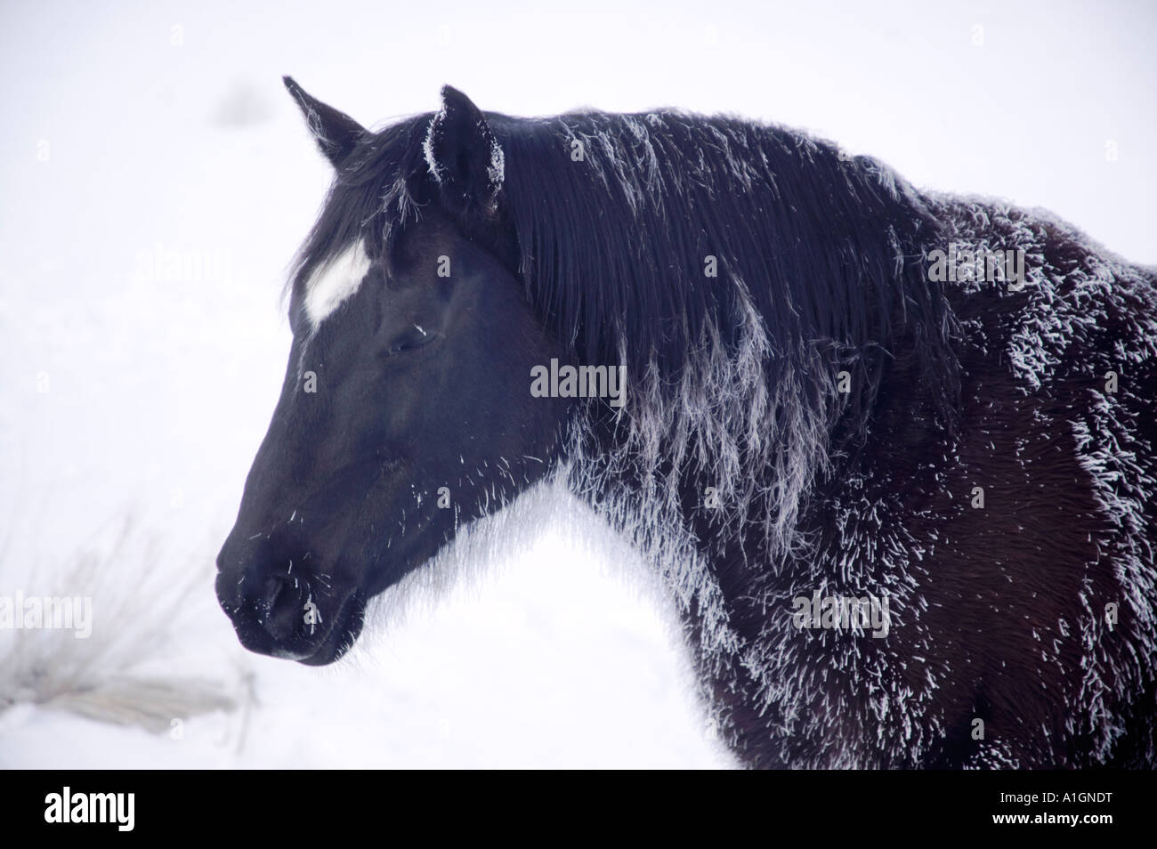 Wildpferd, Frost auf Schnauze und Mähne, Nevada Stockfoto