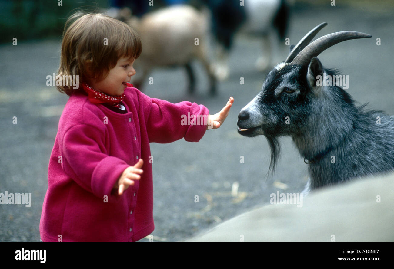 Kind berühren Ziege am Streichelzoo Stockfoto