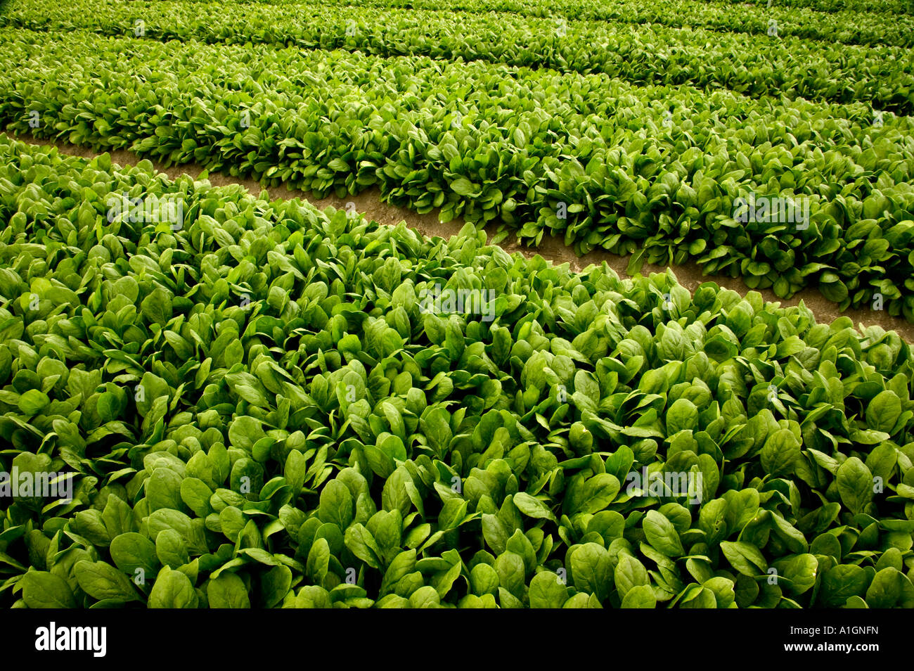 Spinat-Jungpflanzen im Feld anpflanzen Stockfoto