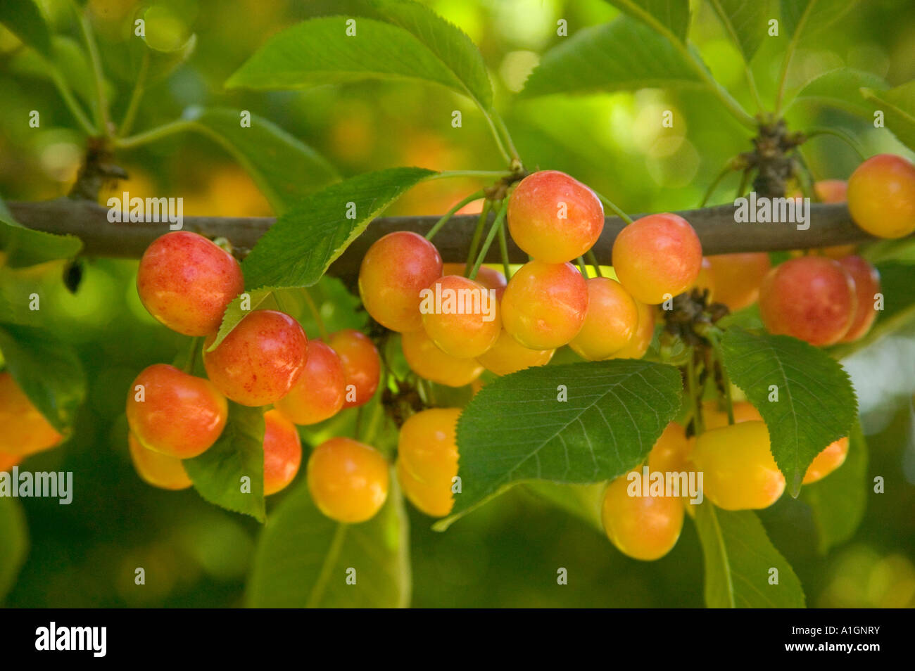 Kirschen" Rainier', Filiale Laub, Prunus avium. Stockfoto