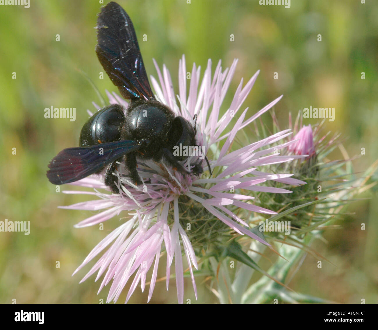 Groß, schwarz und dramatische Holzbiene Stockfoto