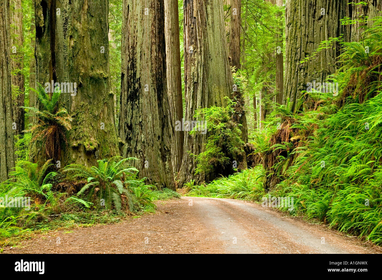 Redwood Forest, Prairie Creek State Park. Stockfoto