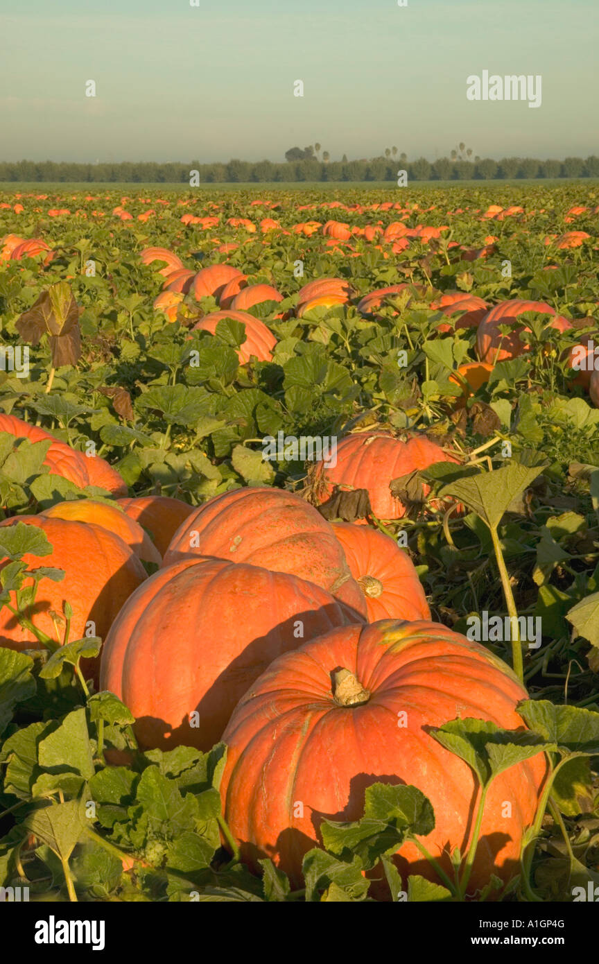 Kürbisse "Big Max" Sorte, preharvest Feld, California Stockfoto